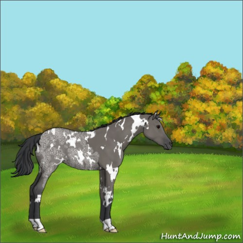 Horse Color:White Spotted Grullo Ice 