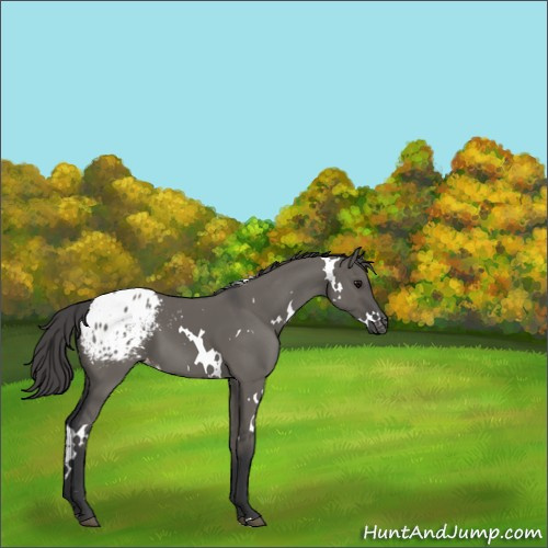 Horse Color:White Spotted Grullo Appaloosa 
