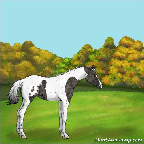 Horse Color:Grullo Ice Tobiano Appaloosa 