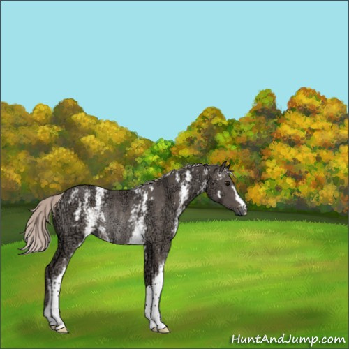 Horse Color:White Spotted Silver Black Ice Rabicano 