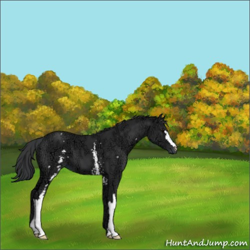 Horse Color:White Spotted Black Ice 