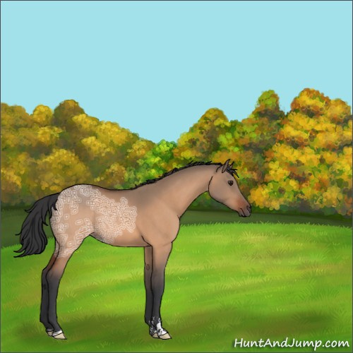 Horse Color:Brown Ice Dun Sabino 