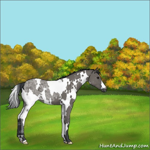 Horse Color:White Spotted Grullo Ice 