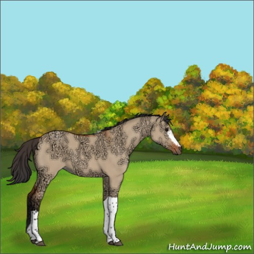 Horse Color:White Spotted Bay Ice Dun Tobiano 
