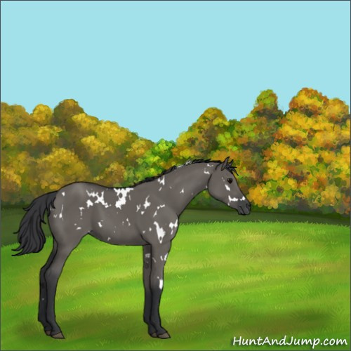 Horse Color:White Spotted Grullo 
