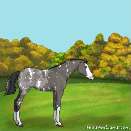 Horse Color:White Spotted Grullo Ice Splash 