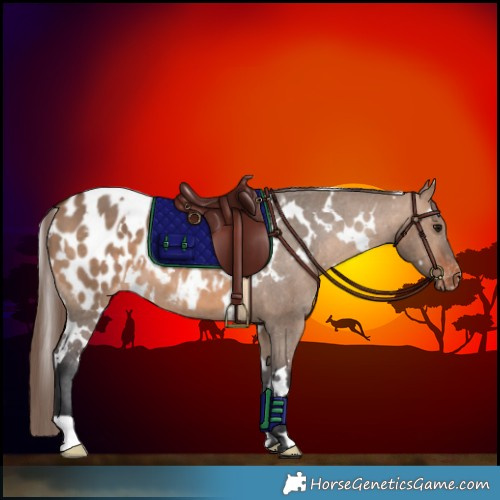Horse Color:White Spotted Brown Dun Appaloosa 