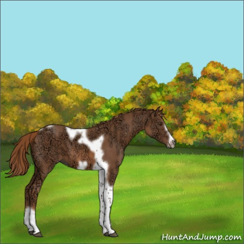 Horse Color:Chestnut Ice Tobiano Frame 