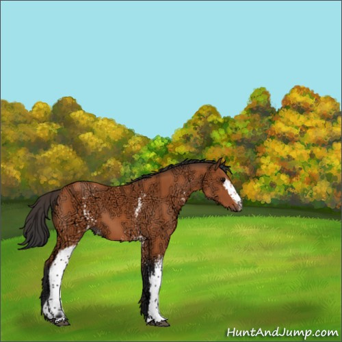 Horse Color:White Spotted Bay Ice 