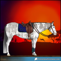 Horse Color:White Spotted Grullo Ice Sabino Splash Varnish 
