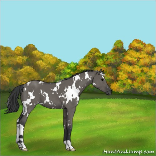 Horse Color:White Spotted Grullo 