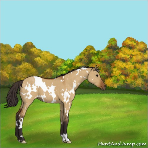 Horse Color:White Spotted Buckskin Dun 