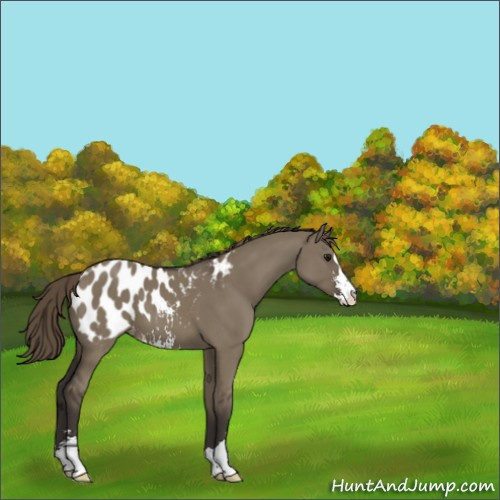 Horse Color:Smoky Grullo Sabino Appaloosa 