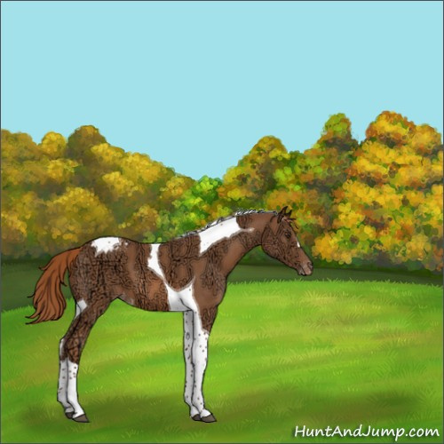 Horse Color:Chestnut Ice Tobiano Appaloosa 