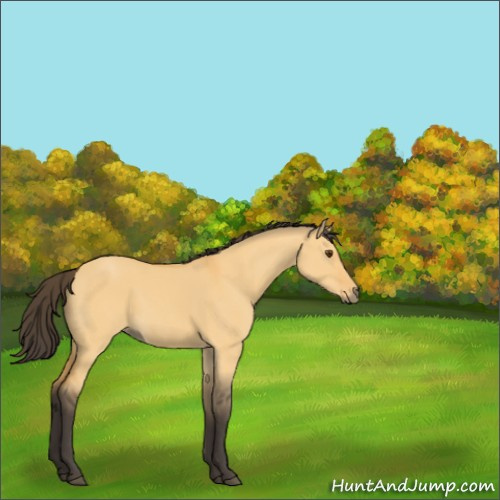 Horse Color:Buckskin Dun Sabino 