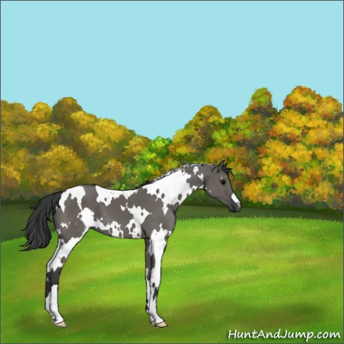 Horse Color:White Spotted Grullo 