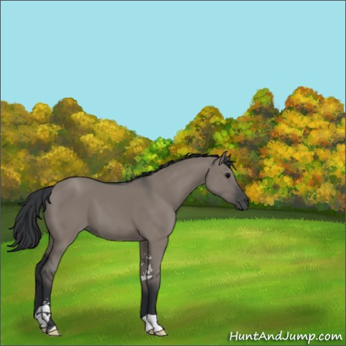 Horse Color:Grullo Sabino 
