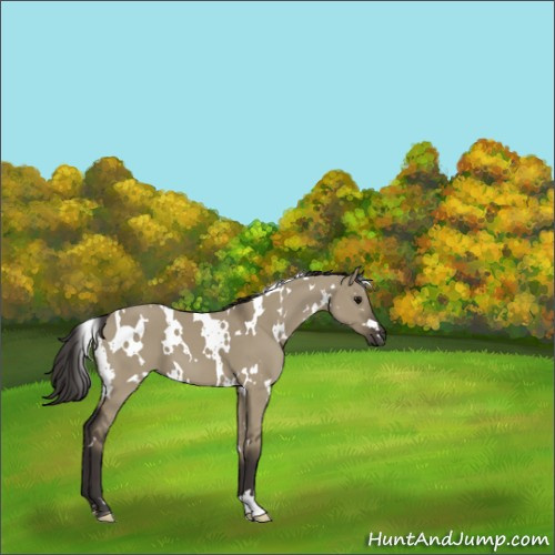 Horse Color:White Spotted Smoky Grullo 