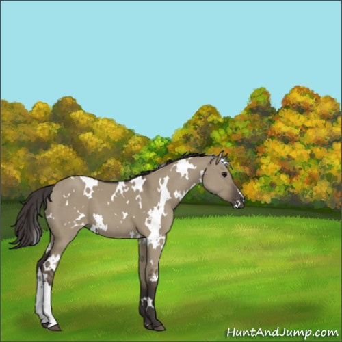 Horse Color:White Spotted Smoky Grullo 
