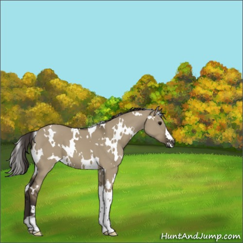 Horse Color:White Spotted Smoky Grullo 