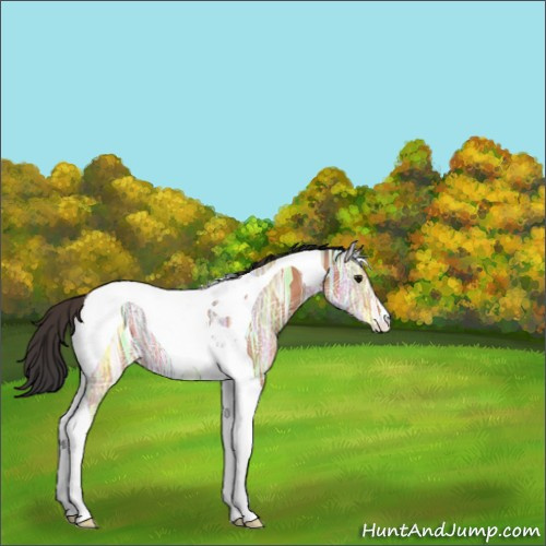 Horse Color:Bay Ice Tobiano Rabicano 