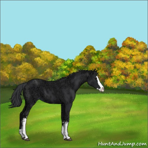 Horse Color:White Spotted Black Ice Splash 