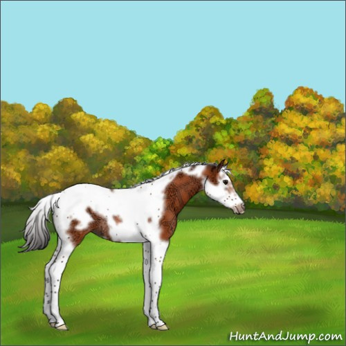 Horse Color:Bay Ice Splash Tobiano Frame Rabicano 