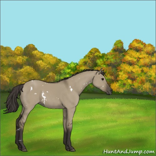 Horse Color:White Spotted Smoky Grullo 