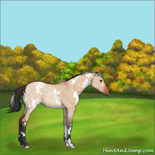 Horse Color:White Spotted Bay Ice Dun 