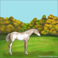 Horse Color:Chocolate Palomino Roan Pearl Sabino Frame 