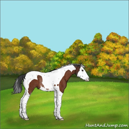 Horse Color:Brown Splash Tobiano Rabicano 