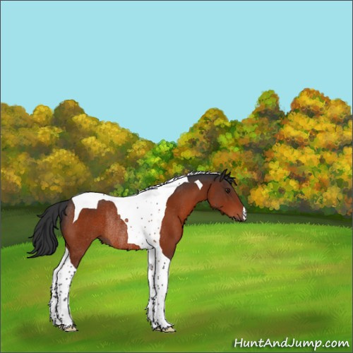 Horse Color:Brown Tobiano Rabicano 