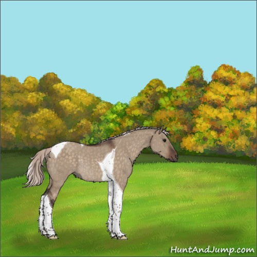 Horse Color:Silver Brown Dun Tobiano Rabicano 