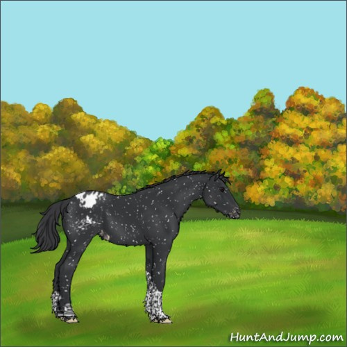 Horse Color:Black Tobiano Appaloosa Rabicano 