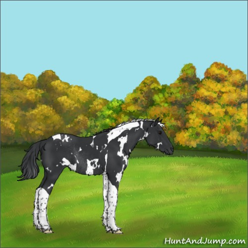 Horse Color:White Spotted Black Tobiano Rabicano 