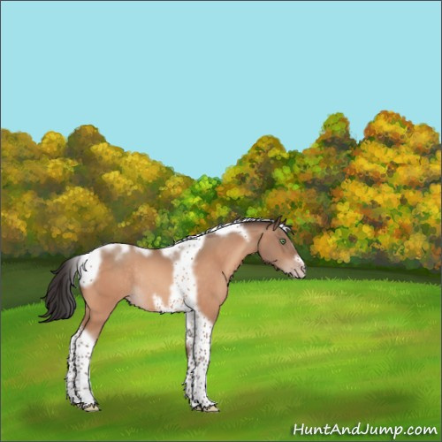 Horse Color:Sable Champagne Tobiano Frame Rabicano 