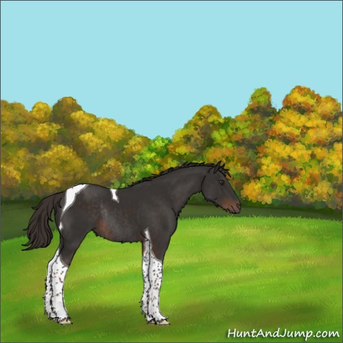 Horse Color:Liver Chestnut Tobiano Rabicano 