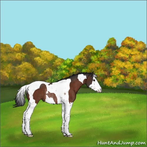 Horse Color:Brown Splash Tobiano Rabicano 
