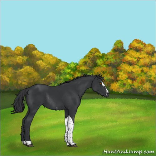 Horse Color:Black Sabino Tobiano Rabicano 