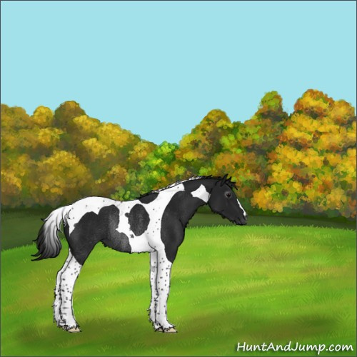 Horse Color:Gray Black Tobiano Rabicano 