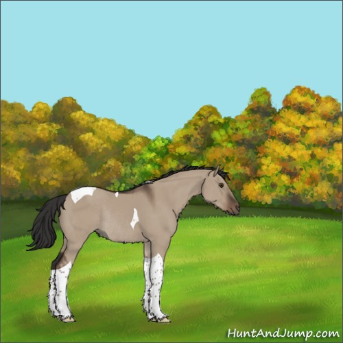 Horse Color:Liver Red Dun Tobiano Rabicano 