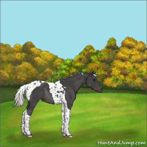 Horse Color:Silver Black Tobiano Rabicano 