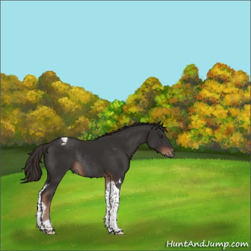 Horse Color:Liver Chestnut Tobiano Rabicano 