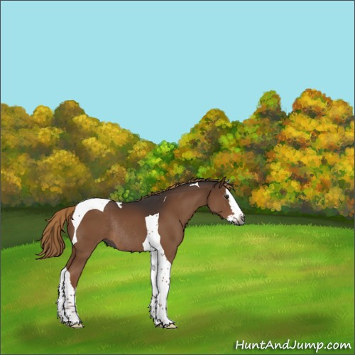 Horse Color:Gray Liver Chestnut Splash Tobiano Rabicano 