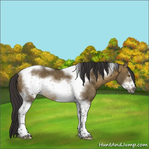 Horse Color:Buckskin Dun Sabino Tobiano Frame Rabicano 