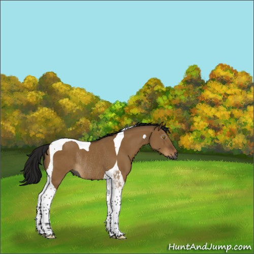 Horse Color:Gray Buckskin Dun Tobiano Rabicano 