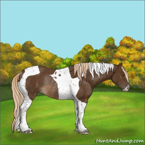 Horse Color:Chocolate Palomino Tobiano Rabicano 