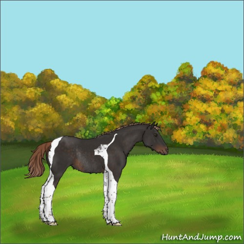 Horse Color:Liver Chestnut Tobiano Rabicano 