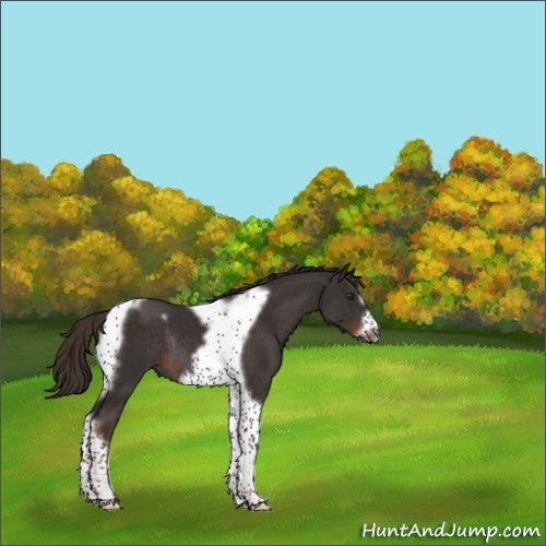 Horse Color:Liver Chestnut Tobiano Frame Rabicano 