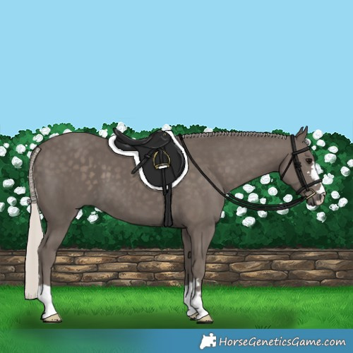 Horse Color:Silver Black 